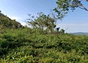 復興區-羅馬公路土地，9425.7坪