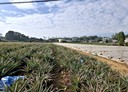 名間鄉-土地，2863.7坪