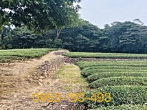 龍潭近三和國小漂亮茶園~價..