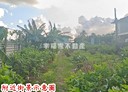 阿蓮區-土地，430.8坪