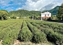冬山鄉-土地，807.3坪