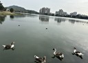 左營區-土地，28坪
