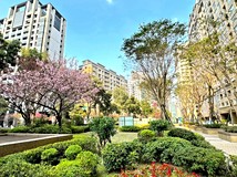 文化三路一段🍎🌳櫻花步道邊..