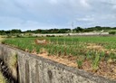 後龍鎮-苦苓腳段土地，1015坪
