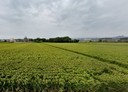 後龍鎮-土地，838坪