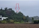 大樹區-土地，917坪