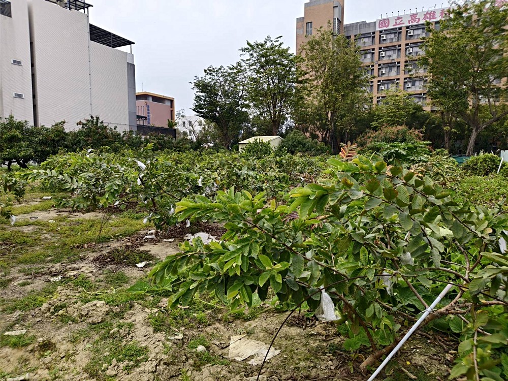 照片