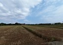 蘆竹區-土地，1500坪