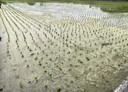 大里區-土地，186坪