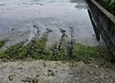 三星鄉-土地，763.6坪