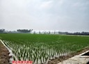 白河區-土地，631坪