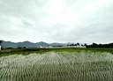 美濃區-土地，223坪