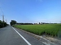 下田心子段員笨小段秋緣獨家..