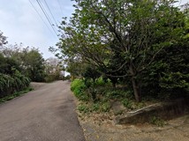 楓樹湖土地公也保佑林地