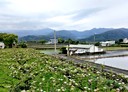 三星鄉-人和中路其他，16.7坪