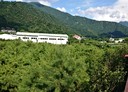 埔里鎮-枇杷路土地，2434坪