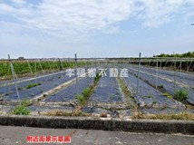 大客段東山枋子林青山綠水美..