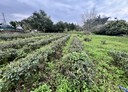 鹿谷鄉-中正路三段土地,1011.5坪