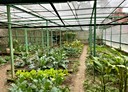 樹林區-備內段土地，224.3坪