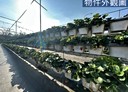 關西鎮-石光段土地，494.6坪
