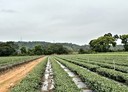 名間鄉-大岩巷土地，789.8坪
