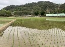 關西鎮-土地，587.4坪