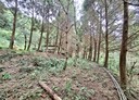 三灣鄉-大河底段土地，2536坪