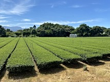 龍潭球場旁一般農