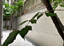 中正區-廈門街獨立套房，18坪