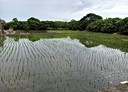 銅鑼鄉-土地，1168.9坪