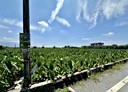 高樹鄉-南華段土地，836.4坪