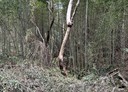 阿里山鄉-土地，12708坪