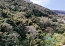 龍潭區-土地，800.1坪
