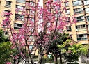 蘆洲區-民族路4房3廳，60.4坪