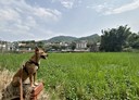 芎林鄉-竹林段土地，491.6坪