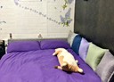 三芝區-中正路一段3房2廳，25.8坪