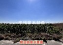 新營區-後鎮段土地，591坪