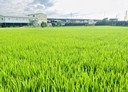 後龍鎮-土地，735.1坪