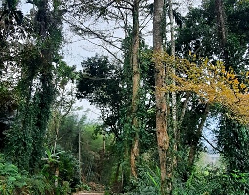 近溪頭全新一樓套房含獨立客餐廳廚房安靜 - Image 5