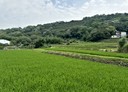 楊梅區-土地，775坪