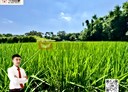 竹南鎮-土地，763.8坪