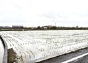 新屋區-槺榔段土地，1090.5坪