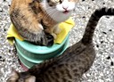 員林市-新生路2房2廳，16坪