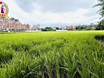 寶慶路331巷搶先布局桃園藝..