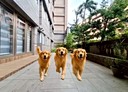 文山區-秀明路二段2房2廳，49.3坪