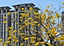 西屯區-上墩東街3房2廳，68坪