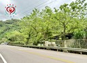 三峽區-土地，187.3坪