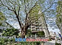 中西區-五妃街3房2廳，69.7坪