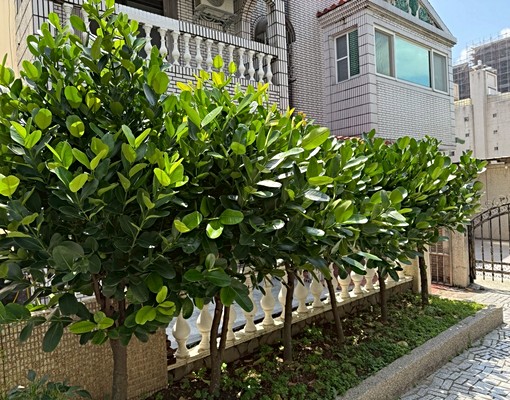 藝文特區絕版透天別墅 - Image 2