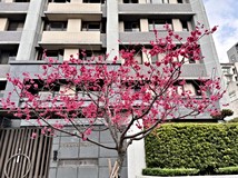 文化北路一段526巷👩🏻有家..